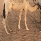 ثلاثة قعدان قصب بريه ترضع حليب وعلف