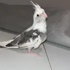 كروان هولندي