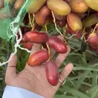 تمر صفاوي نظيف شرط حبه كبير