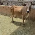 بقره ناتج