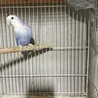 جوز روز منتج شرط من محمية تغريد