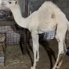 حوار طايش
