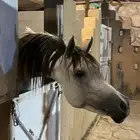 خيل عربي اصيل