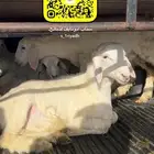 ذبايح ذبيحه حريات حري هرفي فاخره مع الذبح والتوصيل نعيمي
