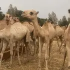 حشو قعدان صومالية