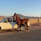 حصان شعبي السلامه سليم طول سبع موقعه قريه شواق