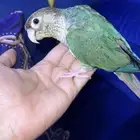 طير ببغاء كنيور اليف جدا جدا ولونه جميل