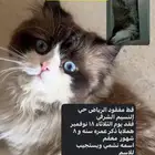 قط مفقود الرياض النسيم