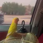 طير روز