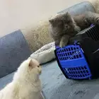 قط شيرازي بيور للتزاوج
