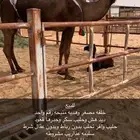 خلفه مصغر تصلح لهل الاستراحات حليب وافر وسكر