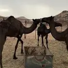 بكار مجاهيم