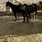 للبيع6 تيوس كفوا