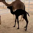 قعود ضيار عمره شهر صحته طيبه