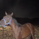 مهر شعبي شيخ
