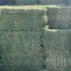 اعلاف برسيم تبن رودس