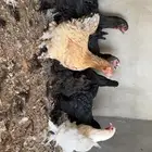 للبيع دجاج براهما سلاله بياض