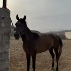 حصان شعبي للبيع