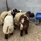ذبايح للبيع
