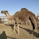 ناقتين حيل كفو
