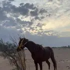 حصان شعبتي