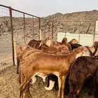 سواكن حمري جبره تربيه بريه ( راجع التقييم)