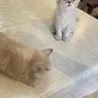 قطط هيمالايا شيرازي