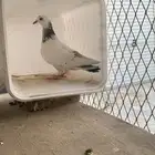 حمام
