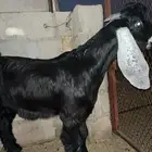 مستقبل تيس عارضي