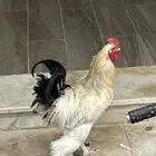 ديك ودجاج براهما
