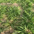 يوجد بنكام اسباني