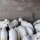 بهم كفو للبيع