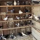 حمام قطايف