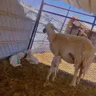 خلفه معها 3