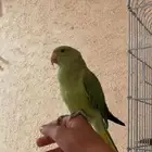 طير دره هندي أليف