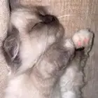 قطه تبني