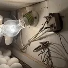 فقاصه منتازه