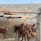 جفار للبيع
