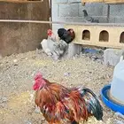 دجاج كوشن ديكين ودجاجتين