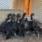 بط مصري