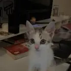 انثى