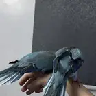 كويكر نظيف جدا