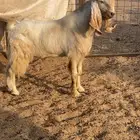 فحل مصري رباع