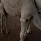 حوار لباني