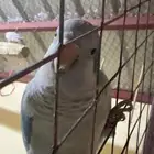 كويكر ضايع