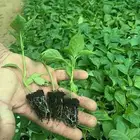 مشتل الريحانه لجميع انواع الخضار