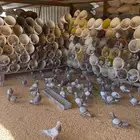 حمام
