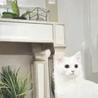 قط للبيع