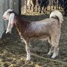 جفار طيبات تم البيع