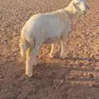 خروف ذبيحه